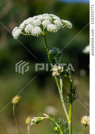 Selinum wallichianum, close-up of yarrow blossom, bokeh background 129203771