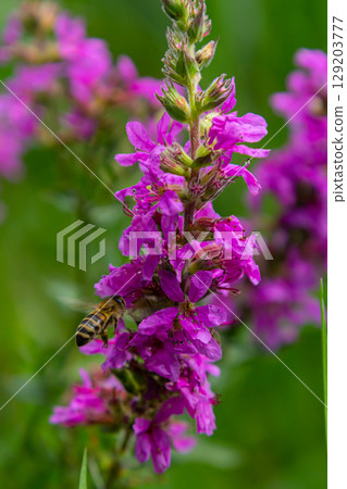 Purple loosestrife Lythrum salicaria inflorescence. Flower spike of plant in the family Lythraceae, associated with wet habitats Purple loosestrife Lythrum salicaria inflorescence. Flower spike of plant in the family Lythraceae, associated with wet habitats 129203777