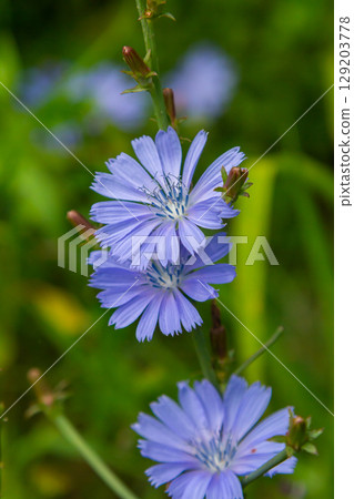 Beautiful chicory flowers grow on stems in the wild. Field of wild herbal plants. Green blurred natural background 129203778