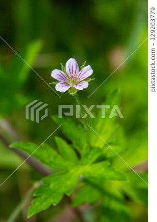 Siberian geranium Geranium sibiricum grows in summer in the wild Siberian geranium Geranium sibiricum grows in summer in the wild 129203779