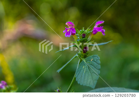 Common Hemp nettle, Galeopsis tetrahit .Bifid hemp-nettle Galeopsis bifida. Plant in the family Lamiaceae with pink flowers, the lowest lobe of which is notched 129203780