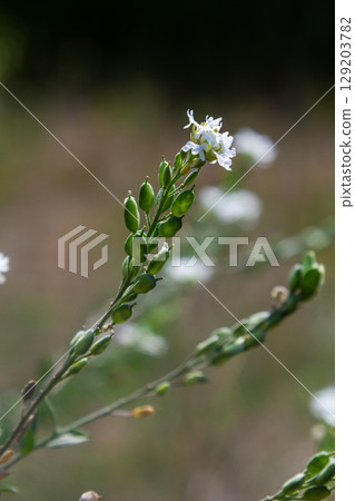 Berteroa incana Alyssum incanum or Hoary alyssum. General view of a group of flowering plants in the wild 129203782