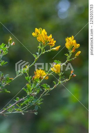 Medicago falcata, plant species of the genus Medicago. It is native to much of Europe and Asia 129203783