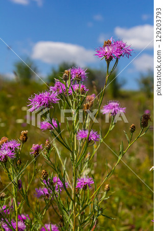 Blooming meadow knapweed, Centaurea jacea, on the meadow 129203793