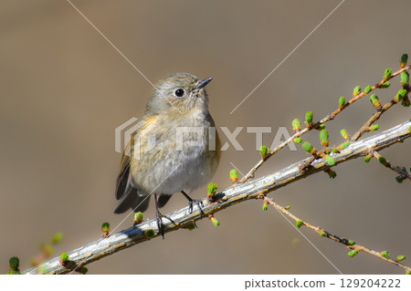 The cute and popular small bird with orange flanks, the Blue-and-White Flycatcher, can be seen in Oku-Nikko from winter to spring. 129204222