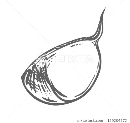 Vector sketch of garlic clove. Hand drawn illustration in engraving style. Drawing of aromatic seasoning in ink and brush. Garlic clove lies on the table. Ideal for menu, label. 129204272