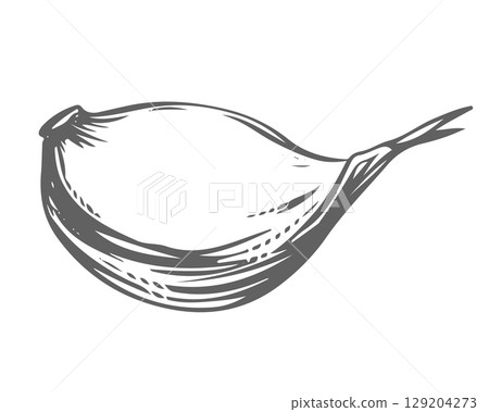 Vector sketch of a garlic clove, hand drawn. Garlic in engraving style. Detailed drawing of a fragrant seasoning. Farmer's market product. Great for menu, label, badge. Vector sketch of a garlic clove, hand drawn. Garlic in engraving style. Detailed drawing of a fragrant seasoning. Farmer's market product. Great for menu, label, badge. 129204273
