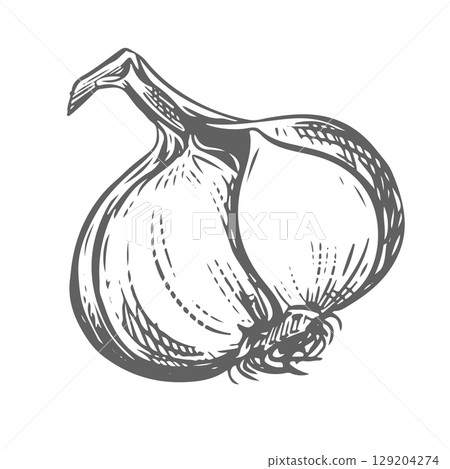 Vector hand drawn sketch of garlic. Head of garlic in engraving style. Detailed drawing of aromatic seasoning. Farmer's market product. Great for menu, label, badge. 129204274