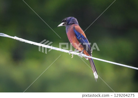 The beautiful blue jay, a wild bird endemic to Japan, can only be seen on the World Heritage sites of Amami Oshima and Tokunoshima. 129204275
