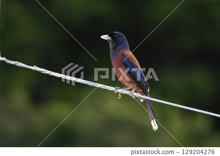 The beautiful blue jay, a wild bird endemic to Japan, can only be seen on the World Heritage sites of Amami Oshima and Tokunoshima. The beautiful blue jay, a wild bird endemic to Japan, can only be seen on the World Heritage sites of Amami Oshima and Tokunoshima. 129204276