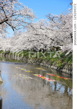 Cherry blossoms, Iwakura City, Cherry Blossom Festival, Gojo River, Aichi Prefecture Cherry blossoms, Iwakura City, Cherry Blossom Festival, Gojo River, Aichi Prefecture 129204372