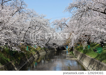 櫻花,岩倉市,櫻花節,五條川,愛知縣 櫻花,岩倉市,櫻花節,五條川,愛知縣 129204381