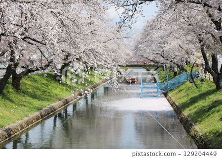 大口町櫻花節 五條川櫻花線 大口町櫻花節 五條川櫻花線 129204449