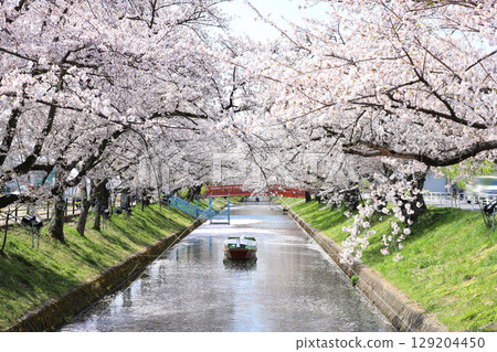 大口町櫻花節 五條川櫻花線 大口町櫻花節 五條川櫻花線 129204450