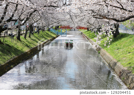 Oguchicho Cherry Blossom Festival Gojo River Cherry Blossom Line 129204451