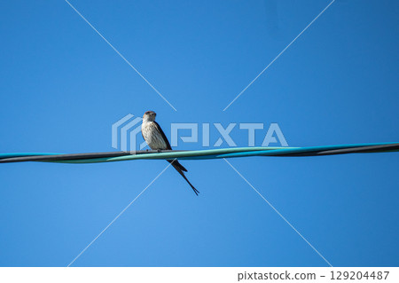 Swallows that stop on electric wires 129204487