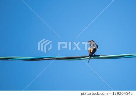 Swallows that stop on electric wires 129204543