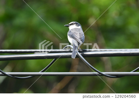 琉球紅耳鶯是一種美麗的黑白色鳥類,可以在沖繩和奄奄美的國家公園和森林中找到。 琉球紅耳鶯是一種美麗的黑白色鳥類,可以在沖繩和奄奄美的國家公園和森林中找到。 129204560
