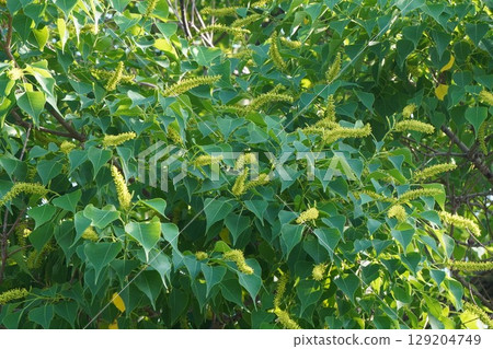 烏桕花穗，2025年6月 129204749