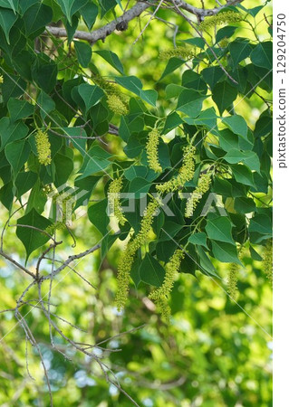 烏桕花穗，2025年6月 129204750