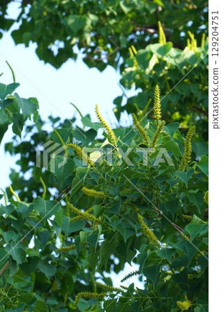 烏桕花穗,2025年6月 烏桕花穗,2025年6月 129204751