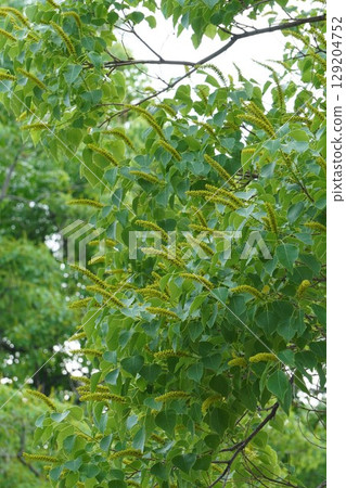 Chinese tallow tree flower spikes, June 2025 129204752