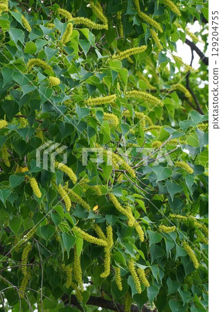 烏桕花穗，2025年6月 129204755