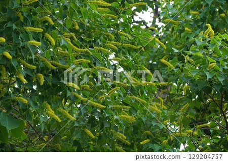 Chinese tallow tree flower spikes, June 2025 129204757