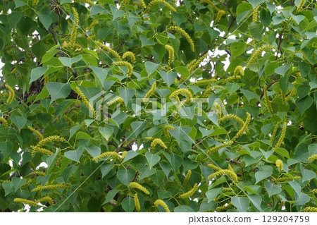 Chinese tallow tree flower spikes, June 2025 Chinese tallow tree flower spikes, June 2025 129204759