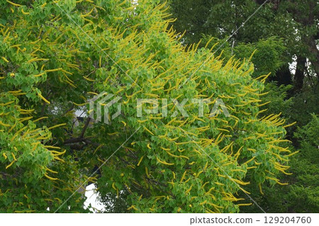 Chinese tallow tree spike flower - 2025 Chinese tallow tree spike flower - 2025 129204760