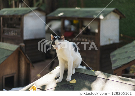 A cat sits comfortably on the roof of a small wooden structure, enjoying the warm sunlight. Nearby, additional wooden houses are visible in a vibrant garden filled with leaves A cat sits comfortably on the roof of a small wooden structure, enjoying the warm sunlight. Nearby, additional wooden houses are visible in a vibrant garden filled with leaves 129205161