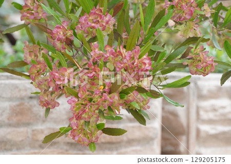 糖樹，2025年6月 129205175