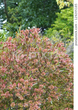 糖樹，2025年6月 129205185