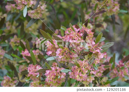 糖樹,2025年6月 糖樹,2025年6月 129205186