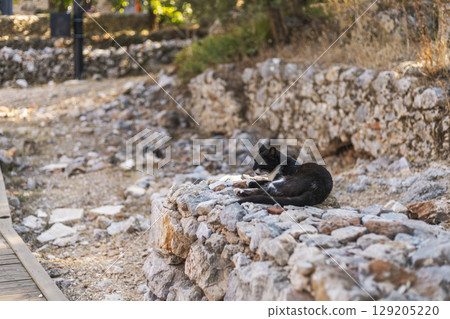 A relaxed black and white cat rests on a weathered stone wall in an archaeological site, surrounded by rustic terrain and remnants of history on a sunny day 129205220