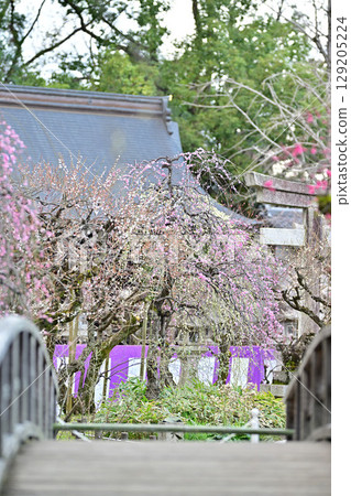 Plum blossoms at Kitano Tenmangu Shrine in March 2024 Plum blossoms at Kitano Tenmangu Shrine in March 2024 129205224