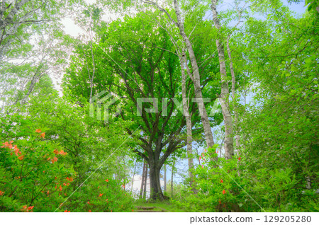 [Forest of fresh greenery] White birch colony [Yachiho Plateau] 129205280