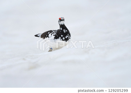The rock ptarmigan is a rare and popular special natural monument that can be found in the high mountains of Mount Tateyama and the Northern Alps. The rock ptarmigan is a rare and popular special natural monument that can be found in the high mountains of Mount Tateyama and the Northern Alps. 129205299