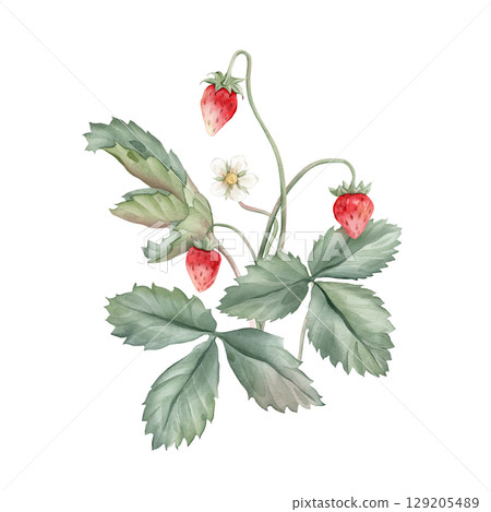 Composition with Wild Strawberry branches and white flower . Hand drawn watercolor illustration of Woodland strawberry plant green leaves and red wild berries on isolated background. 129205489
