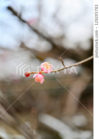 plum	 129205783