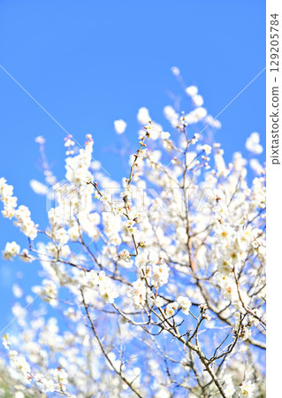 plum	 129205784