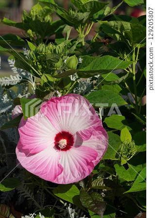 Large Hibiscus japonica flowers, June 2025 129205807