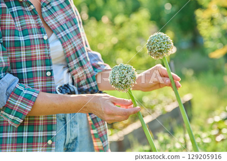 Onion flowers in gardener's hands, close-up balls with seeds Onion flowers in gardener's hands, close-up balls with seeds 129205916