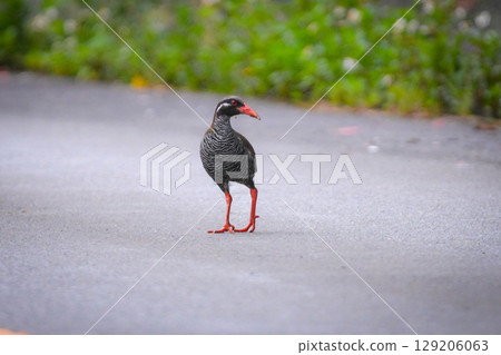 The Okinawa Rail is a popular flightless bird endemic to Okinawa, with a striking black and white zebra pattern and red beak and legs. 129206063
