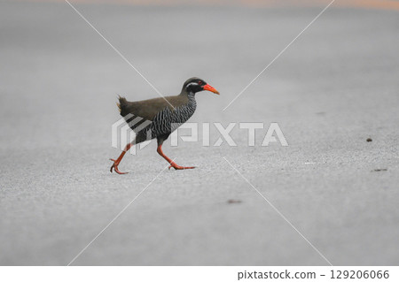 沖繩秧雞是沖繩特有的一種不會飛的鳥類,有黑白相間的斑馬紋以及醒目的紅色喙和腿。 沖繩秧雞是沖繩特有的一種不會飛的鳥類,有黑白相間的斑馬紋以及醒目的紅色喙和腿。 129206066