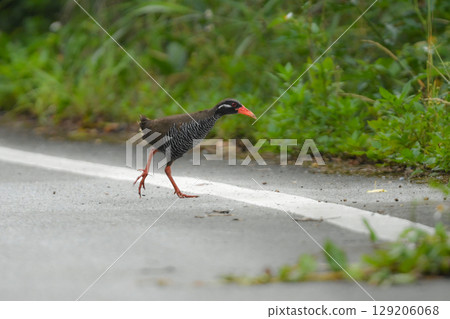 沖繩秧雞是沖繩特有的一種不會飛的鳥類，有黑白相間的斑馬紋以及醒目的紅色喙和腿。 129206068