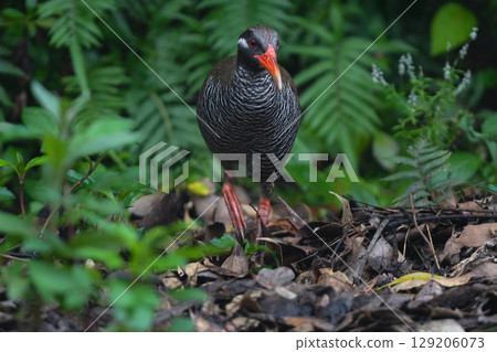 The Okinawa Rail is a popular flightless bird endemic to Okinawa, with a striking black and white zebra pattern and red beak and legs. 129206073