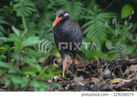 The Okinawa Rail is a popular flightless bird endemic to Okinawa, with a striking black and white zebra pattern and red beak and legs. 129206074