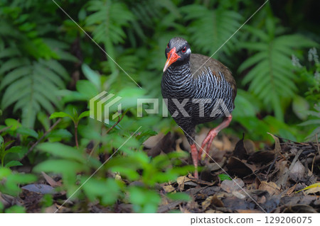 The Okinawa Rail is a popular flightless bird endemic to Okinawa, with a striking black and white zebra pattern and red beak and legs. 129206075