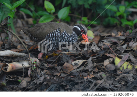The Okinawa Rail is a popular flightless bird endemic to Okinawa, with a striking black and white zebra pattern and red beak and legs. 129206076